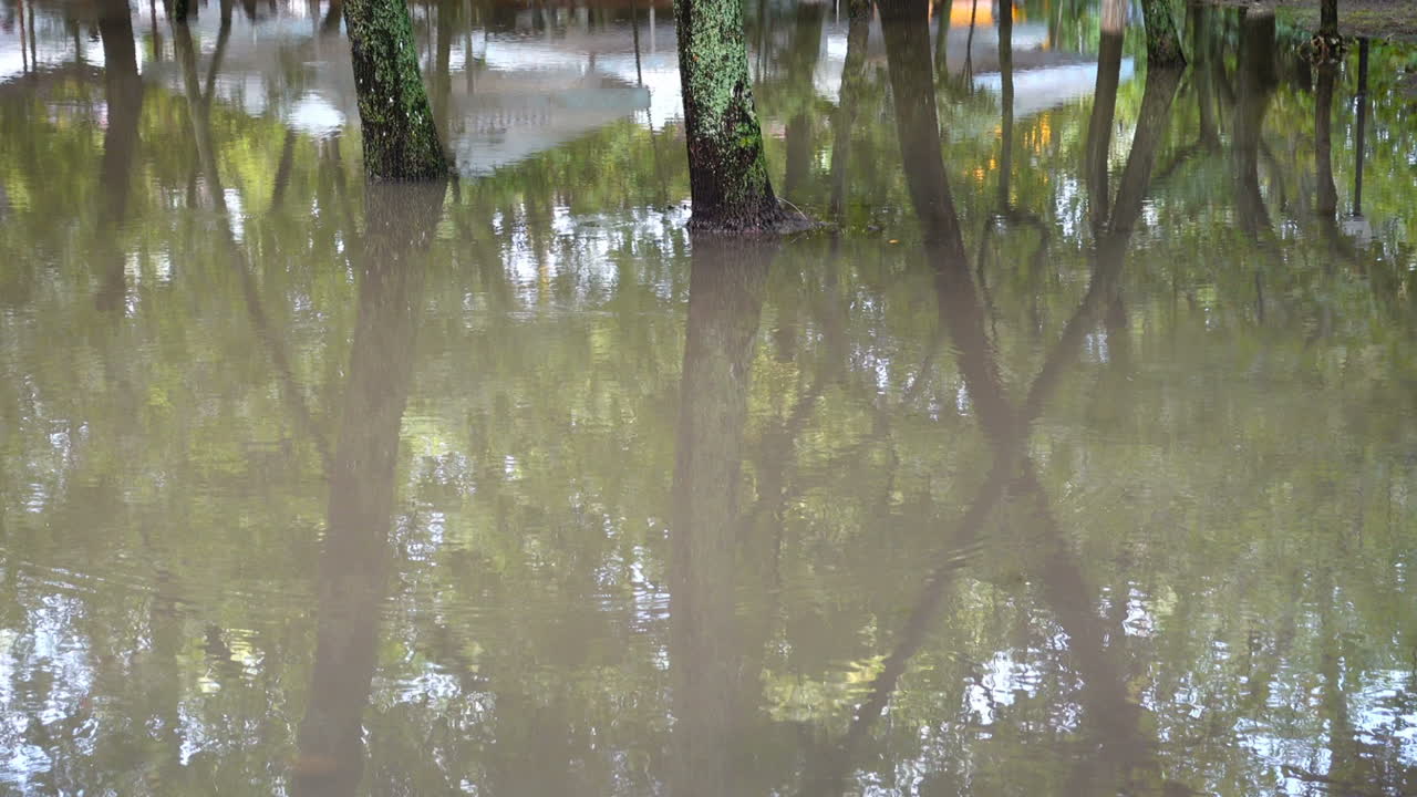 Charco en el parque después de una lluvia. Árboles en el agua.
