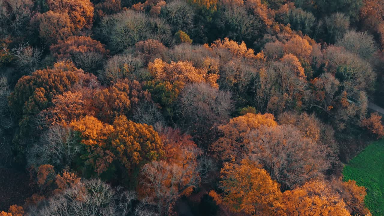 Straight down aerial of Hampstead Heath with dense trees in vivid orange and red foliage, natural backdrop background at golden hour