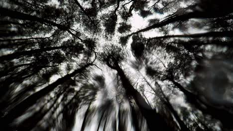 a view of treetops in the woods, forest, woodland on a cold spring, winters day as rain falls through the canopy and lands on the camera lens