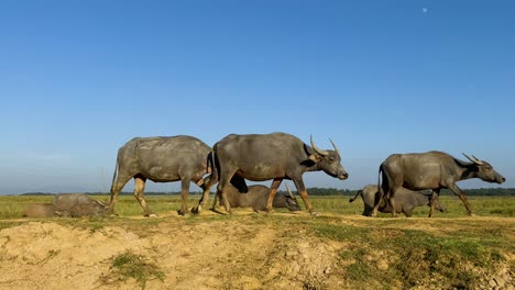 Manada-De-Búfalos-Moviéndose-A-Través-De-Los-Campos-En-Las-Zonas-Rurales-De-Bangladesh