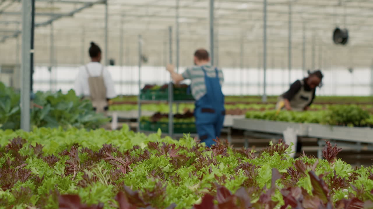 Lettuce Growing in Greenhouse with People