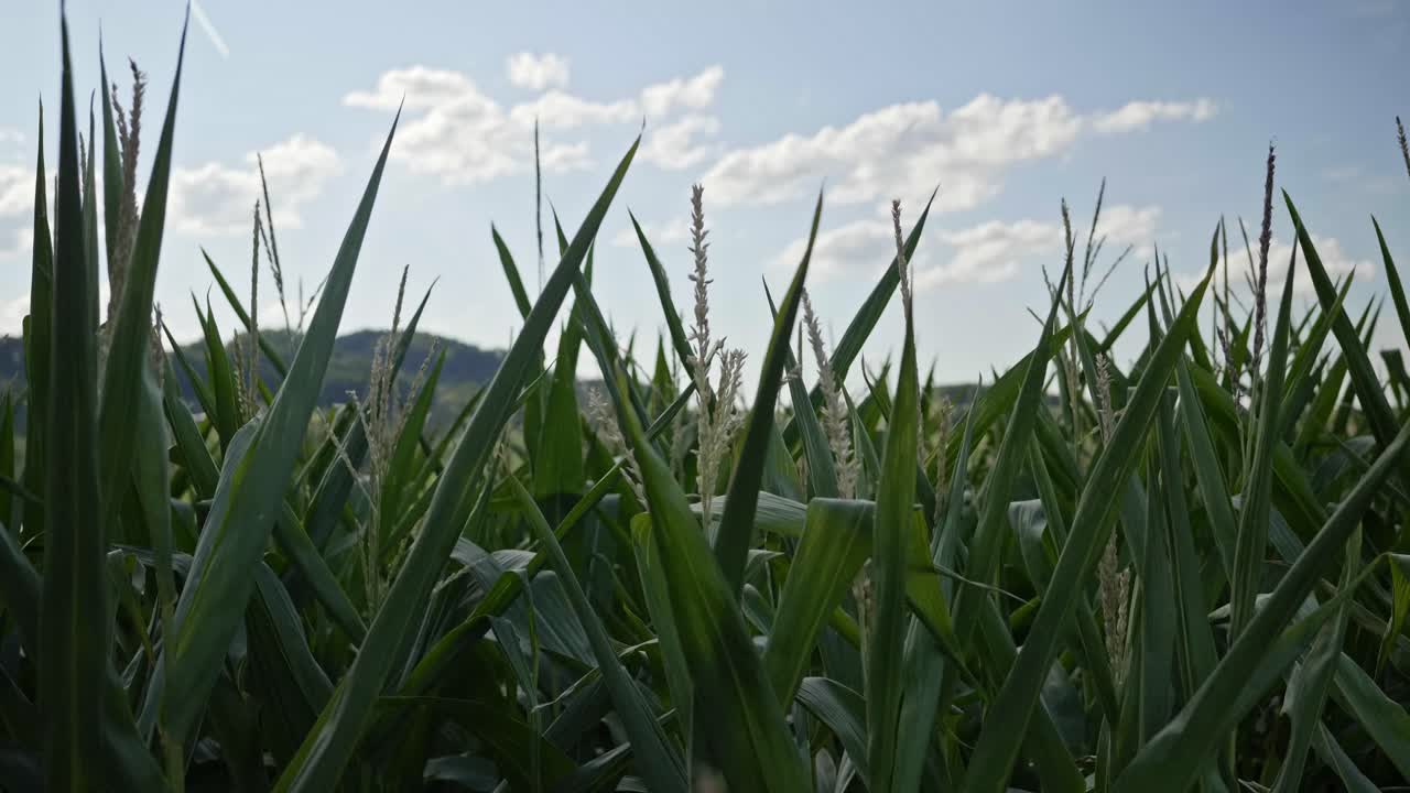 A cornfield in switzerland