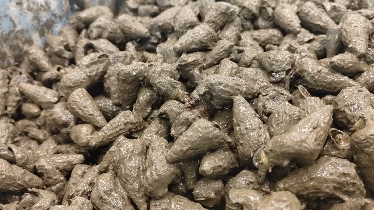 A pile of mud (Cerithidea obtusa) creepers freshly caught near the muddy shores of Malaysia. These snails are sold as a delicacy, perfect for Malaysian dishes.