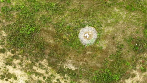 Aerial-top-down-view-of-a-stork-family-in-a-nest-situated-in-a-grassy-field