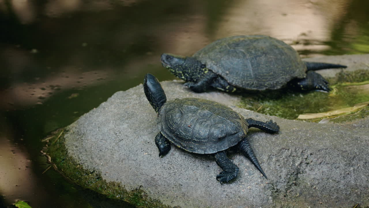 Two Turtles on a Rock