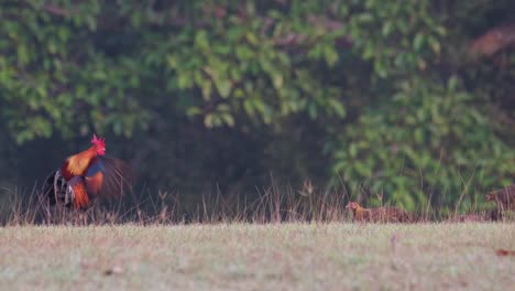 A-male-Junglefowl-foraging-in-the-morning-followed-by-females-as-they-all-go-to-the-left