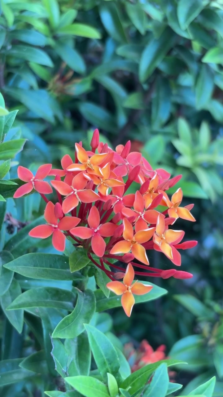 Vivaci fiori di Ixora rossi e arancioni in fiore in un giardino