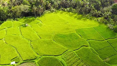 aerial view over green rice fields and vegetation in bali, indonesia - drone tilt-up shot