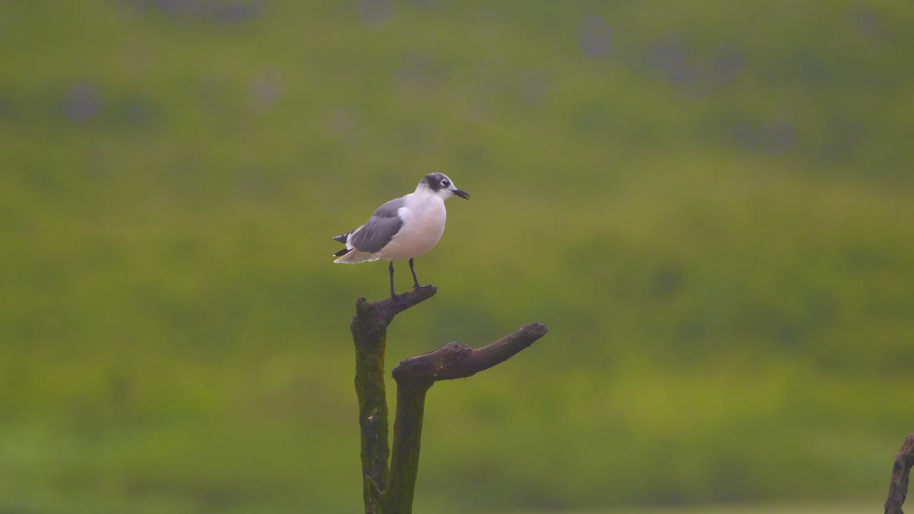 Franklin's gull standing on log with wings spread in wetland, Pantanos de Villa, Peru