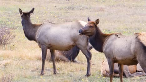 Par-De-Alces-Hembras-Sin-Cuernos-Masticando-Hierba-Mientras-Están-De-Pie-En-El-Campo-En-El-Parque-Nacional-De-Las-Montañas-Rocosas,-Colorado