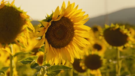 Campo-De-Girasol-De-Primer-Plano-Al-Atardecer