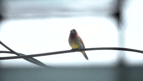 Scaly-breasted-munia-bird-looking-around-in-curiosity,-spice-finch-sitting-on-a-branch