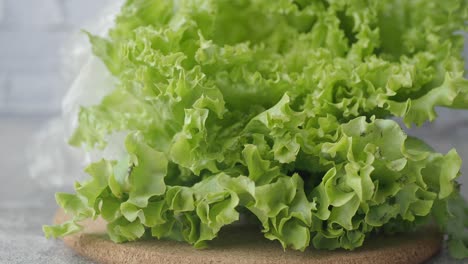 fresh green lettuce