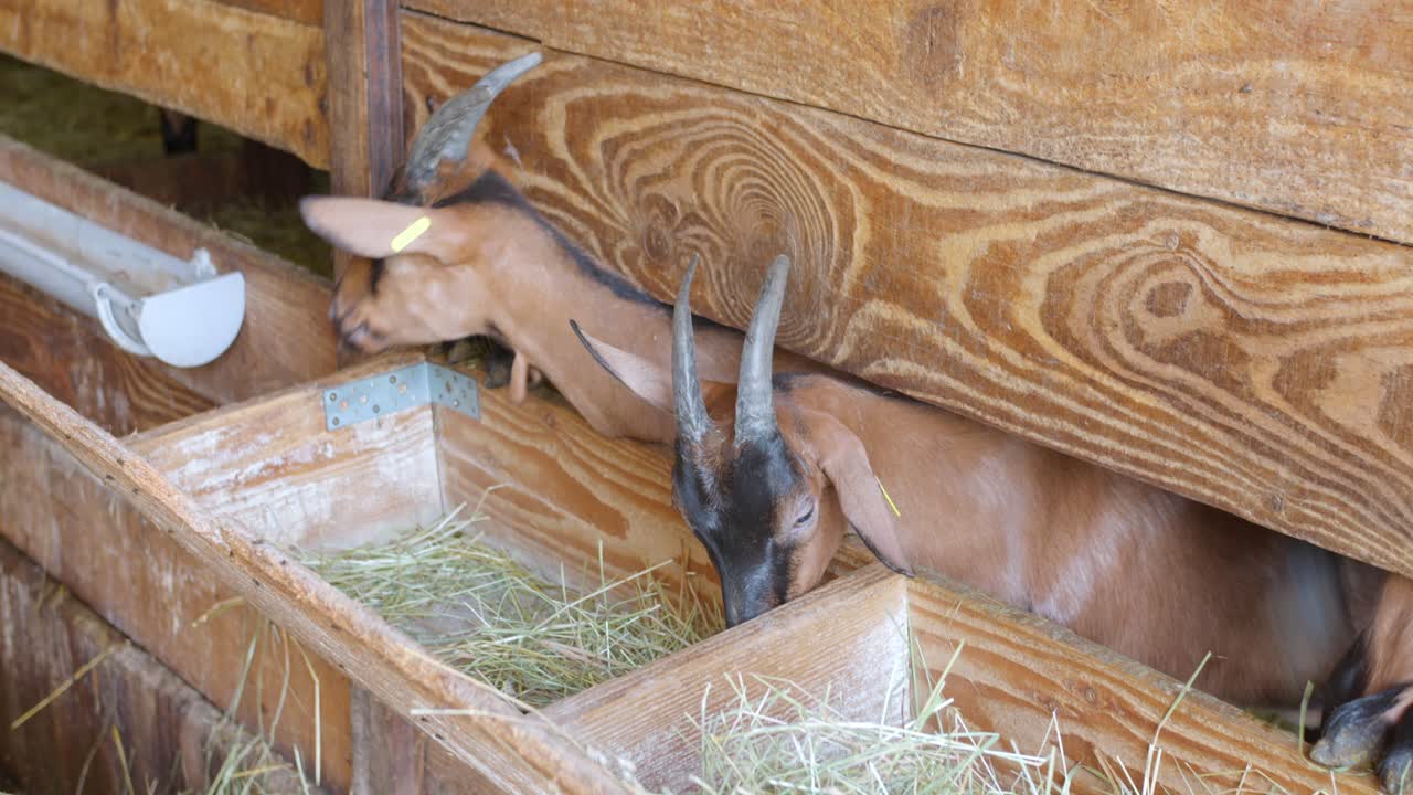 Close-up of goats eating hay from a feeder inside a wooden stable. The animals feed actively in a rustic farm environment