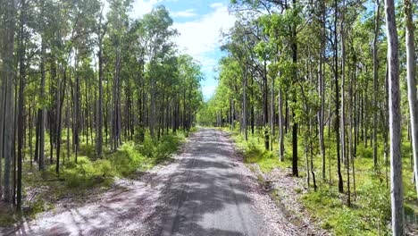 a steady camera glides along a sunlit dirt path through tall eucalyptus trees in a lush forest near coffs harbour, australia. bright daylight, natural colors