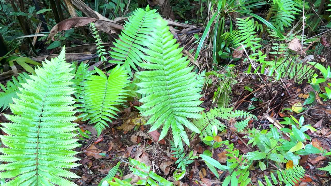 Inquadratura statica dall'alto di lussureggianti foglie di felce verde che crescono sul suolo di una foresta tropicale