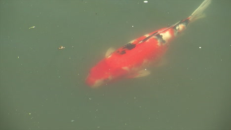 Boldly-patterned-koi-eats-food-off-the-surface-of-a-pond-and-swims-on