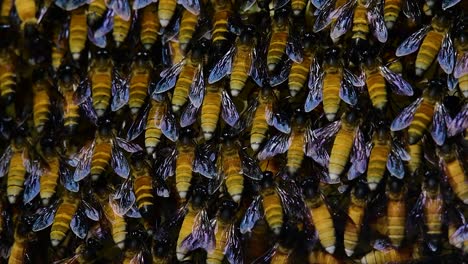 Honey-Bees-are-known-to-build-large-colonies-of-nest-with-symmetrical-pockets-made-of-wax-for-them-to-store-honey-as-their-food-source