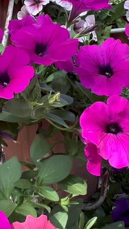 flores coloridas en un jardín exuberante