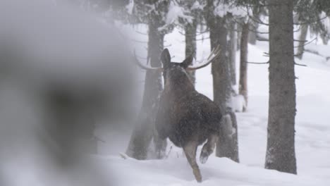 Two-Moose-galloping-hastily-perceiving-danger-lurking-in-Snowy-forest---Wide-slow-motion-tracking-shot