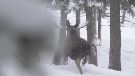 two moose galloping hastily perceiving danger lurking in snowy forest - wide slow-motion tracking shot