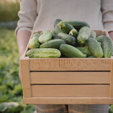 farmer holds a wooden box with fresh cucumbers