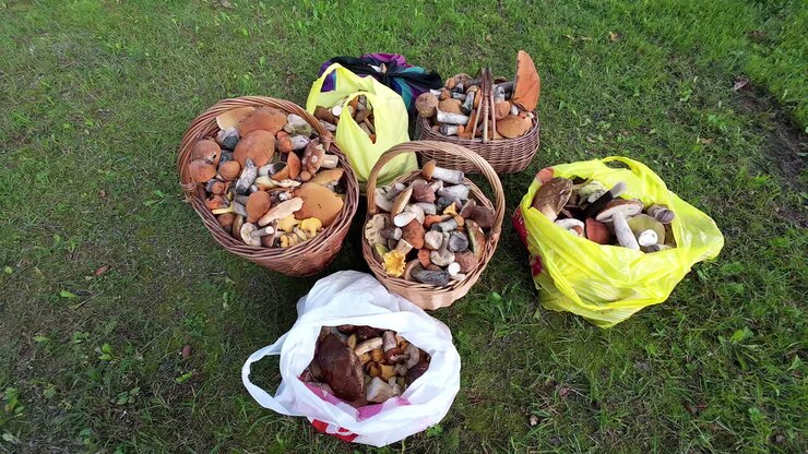 Una ripresa fluida di cesti e sacchi in polietilene contenenti una varietà di funghi.