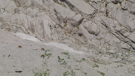 Chamois-looking-for-food-in-the-rocky-and-snow-mountains