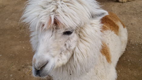 funny and cute alpacas with fluffy fur in white and brown color