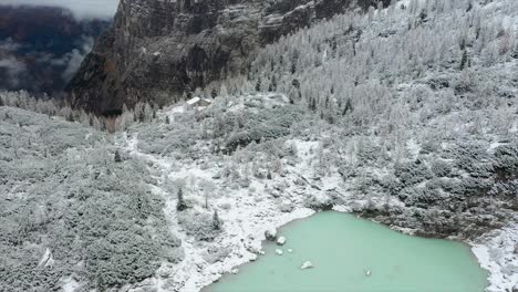 snowy forest