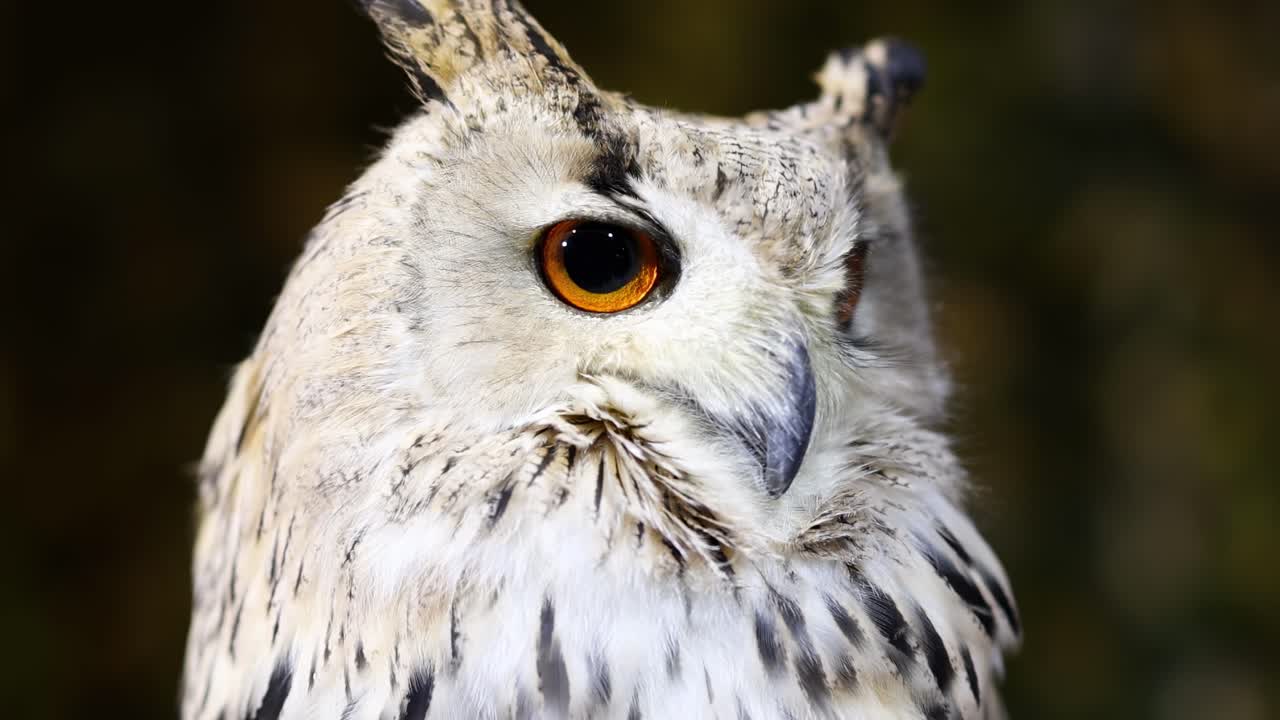 A detailed view of an owl's head, showcasing its eye and feather patterns.
