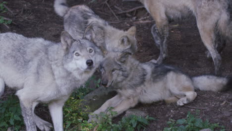 Kanadische-Tierwelt---Wolfsrudel,-Das-In-Zeitlupe-Spielt