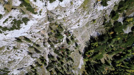 Aerial-view-of-a-densely-forested-mountainside,-bathed-in-warm-sunlight-in-autumn