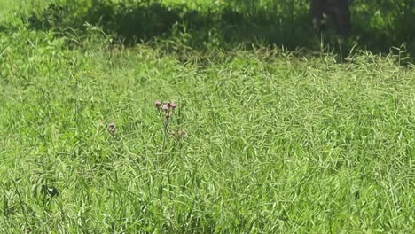 hierba y flor que sopla en el viento