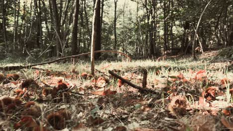 Spaziergang-Im-Kastanienwald-Zwischen-Bäumen-Und-Igeln