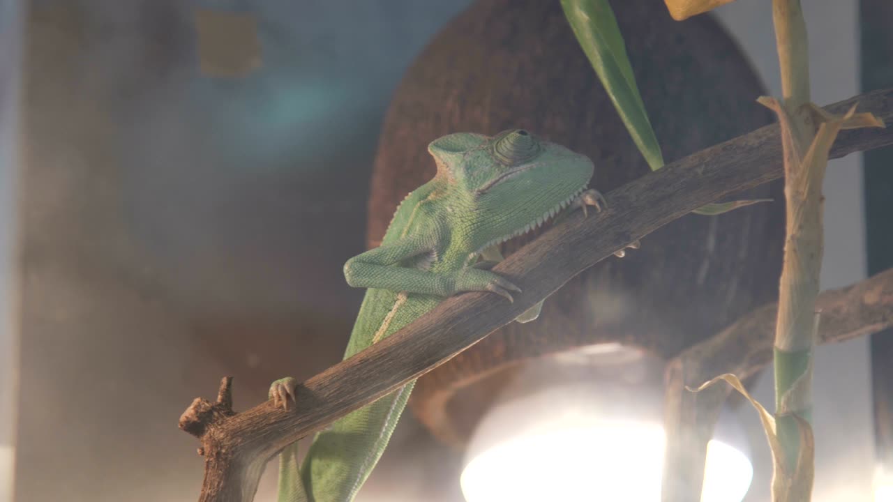 열대 숲에서 사냥을 하는 야생 카멜레온
