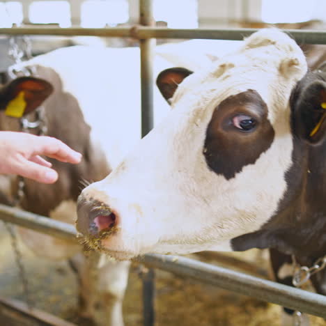 cows on the farm. hand is touching brown and white cow in a cowshed. farming concept of livestock.