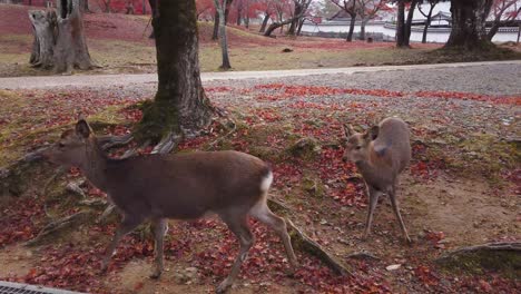 mother deer and fawn in nara deer park, japan