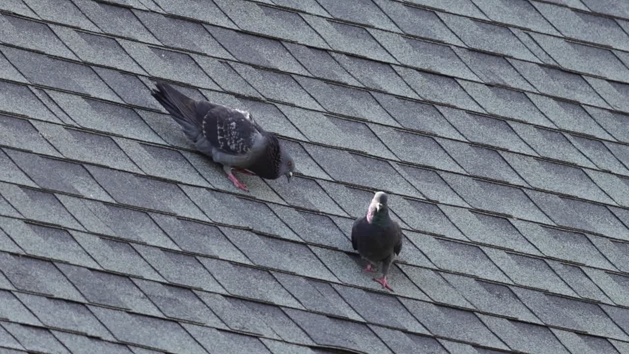 Two pigeons are seen resting and interacting on a textured shingled roof.