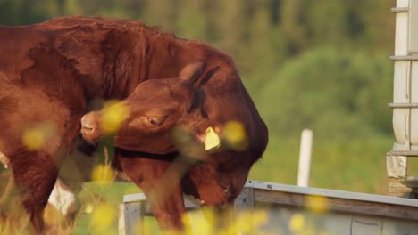 cow grooming in the field - close up