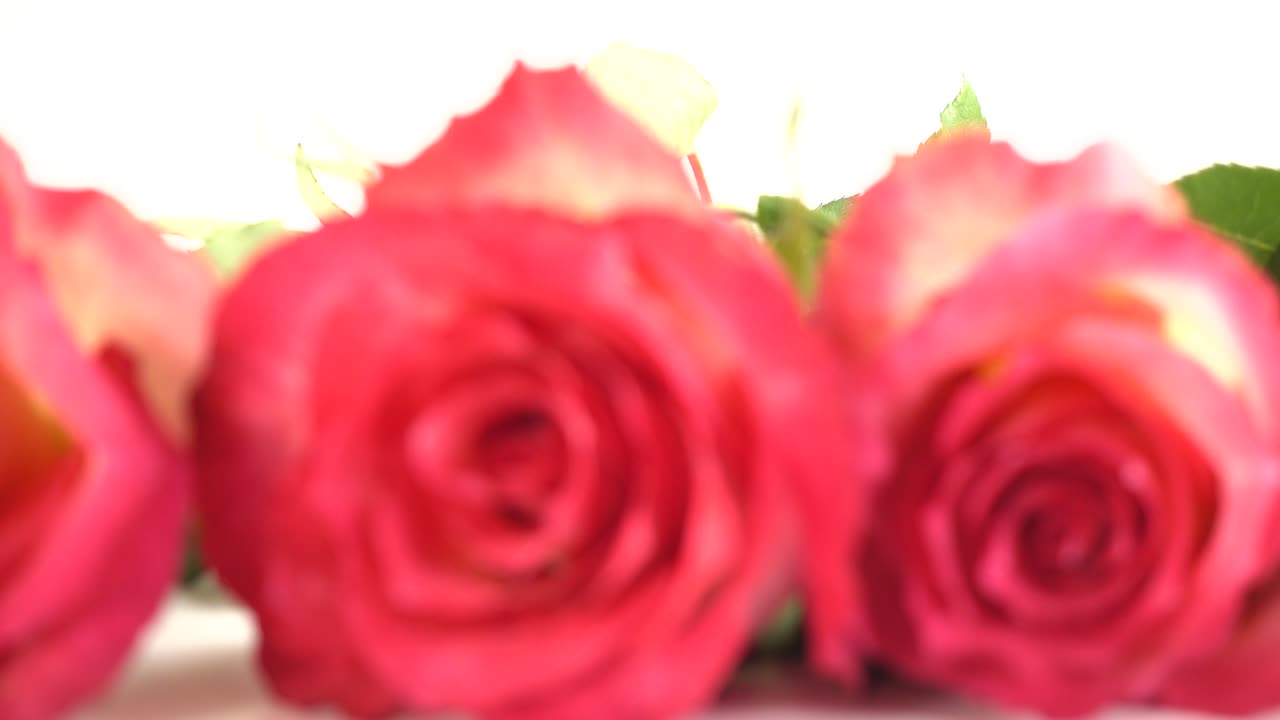 Rose rosse su uno sfondo bianco
