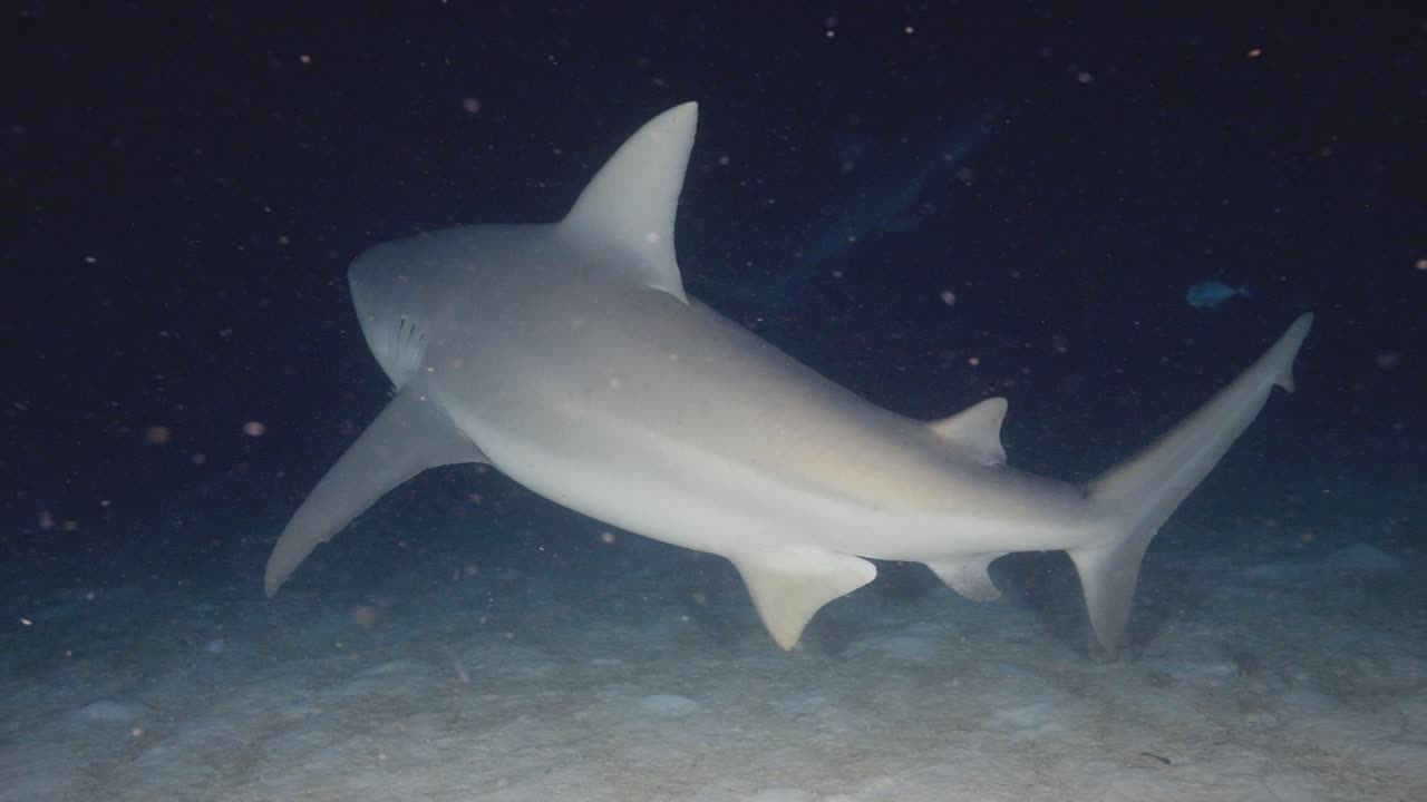 Filmato subacqueo di uno squalo che nuota lungo il fondale sabbioso dell'oceano in un limpido ambiente marino tropicale.