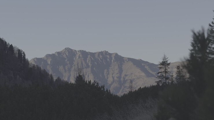 paisaje de montaña con bosque