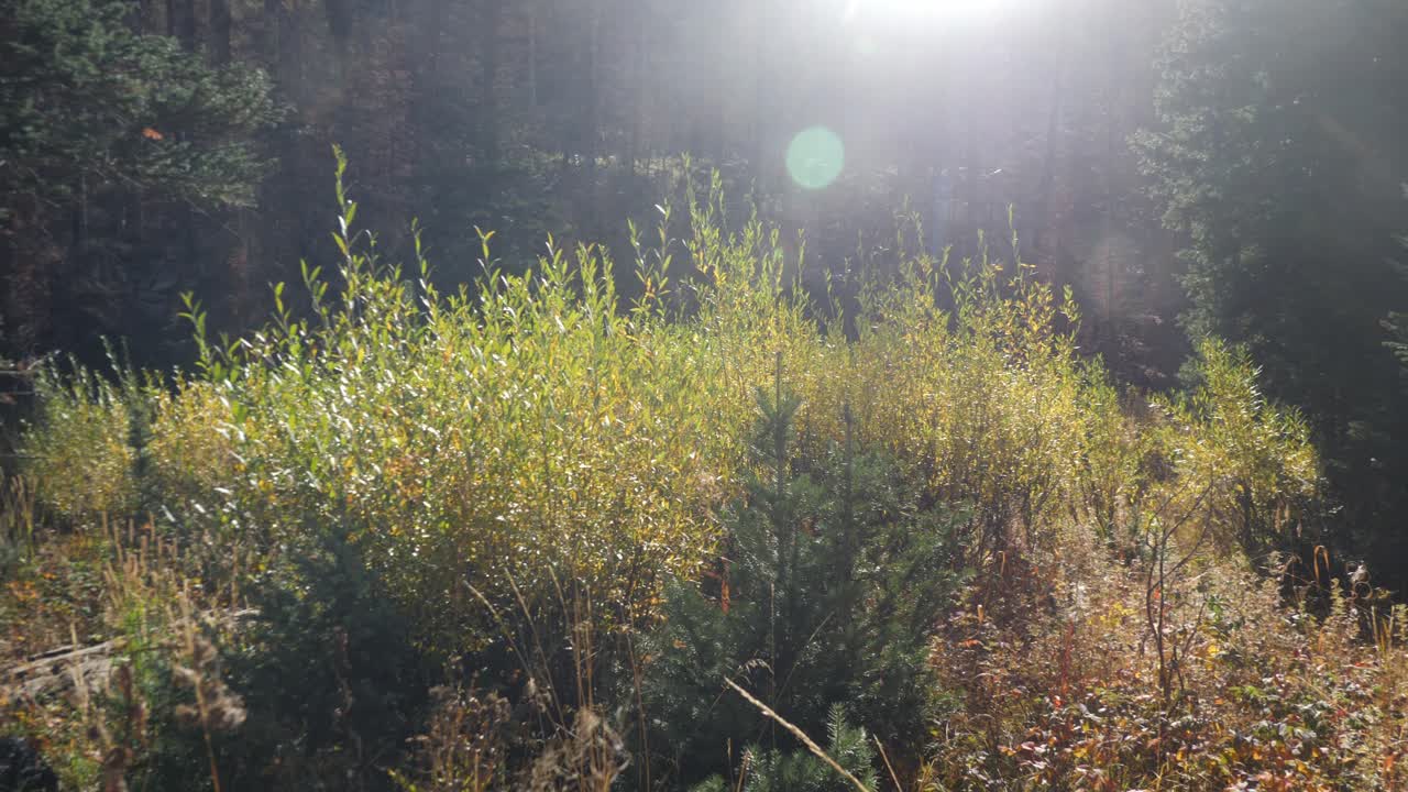 태양과 플레어를 배경으로 아름다운 황금빛 잔디의 자연 패닝 샷