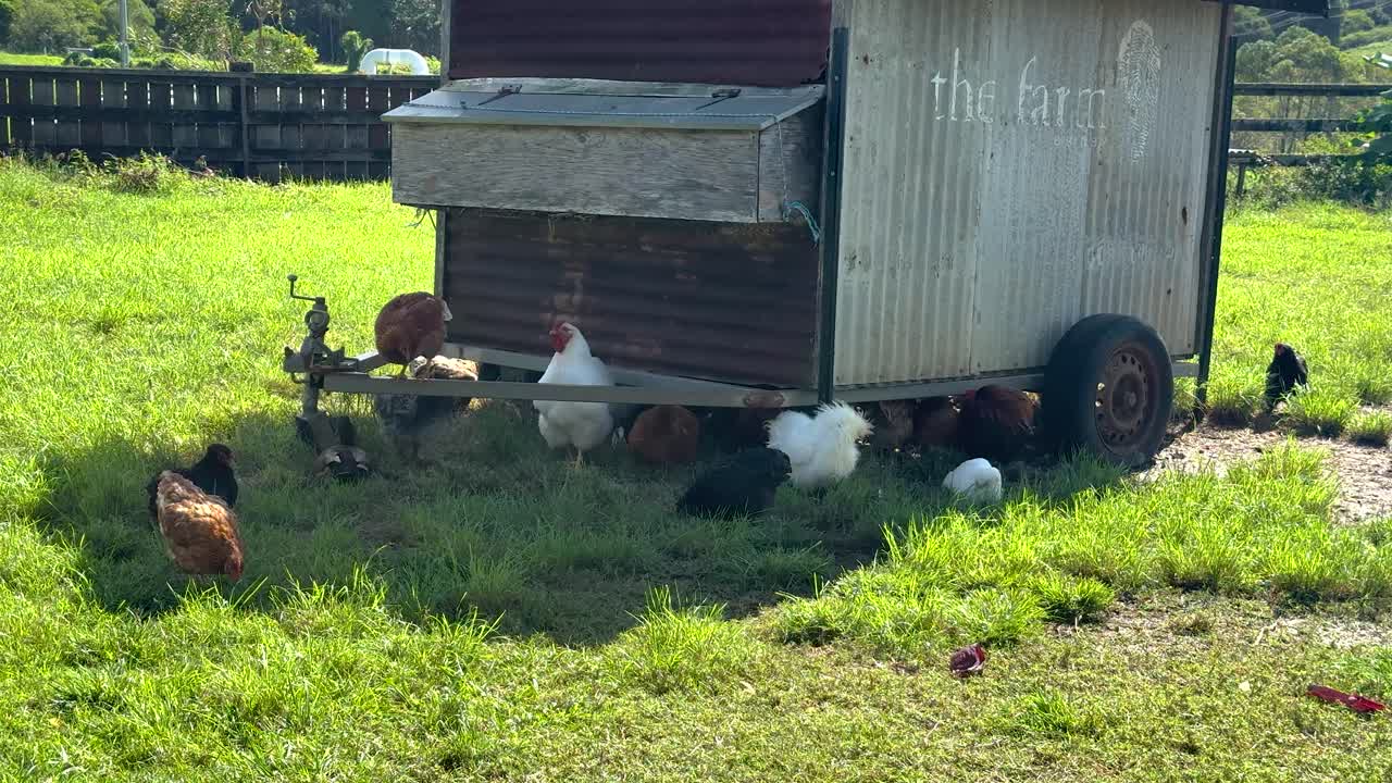 Chickens explore a sunny farmyard near a rustic coop in Byron Bay, Australia. Natural lighting highlights the vibrant green grass