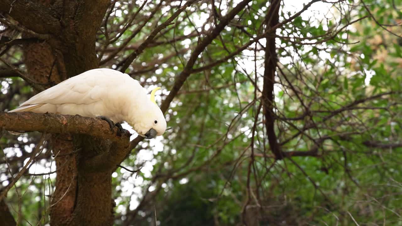 una cacatúa en una rama de un árbol