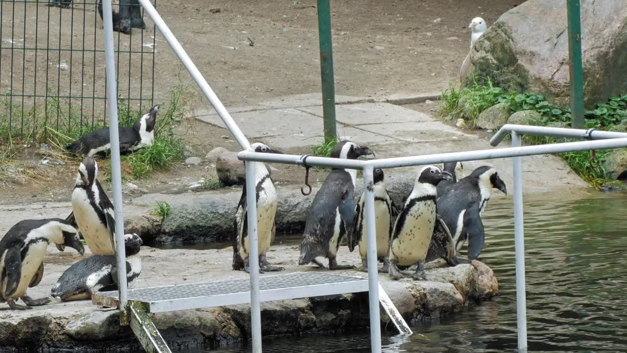 pato de pingüino africano junto al estanque en el zoológico de gdansk en el distrito de oliwa, gdansk, polonia