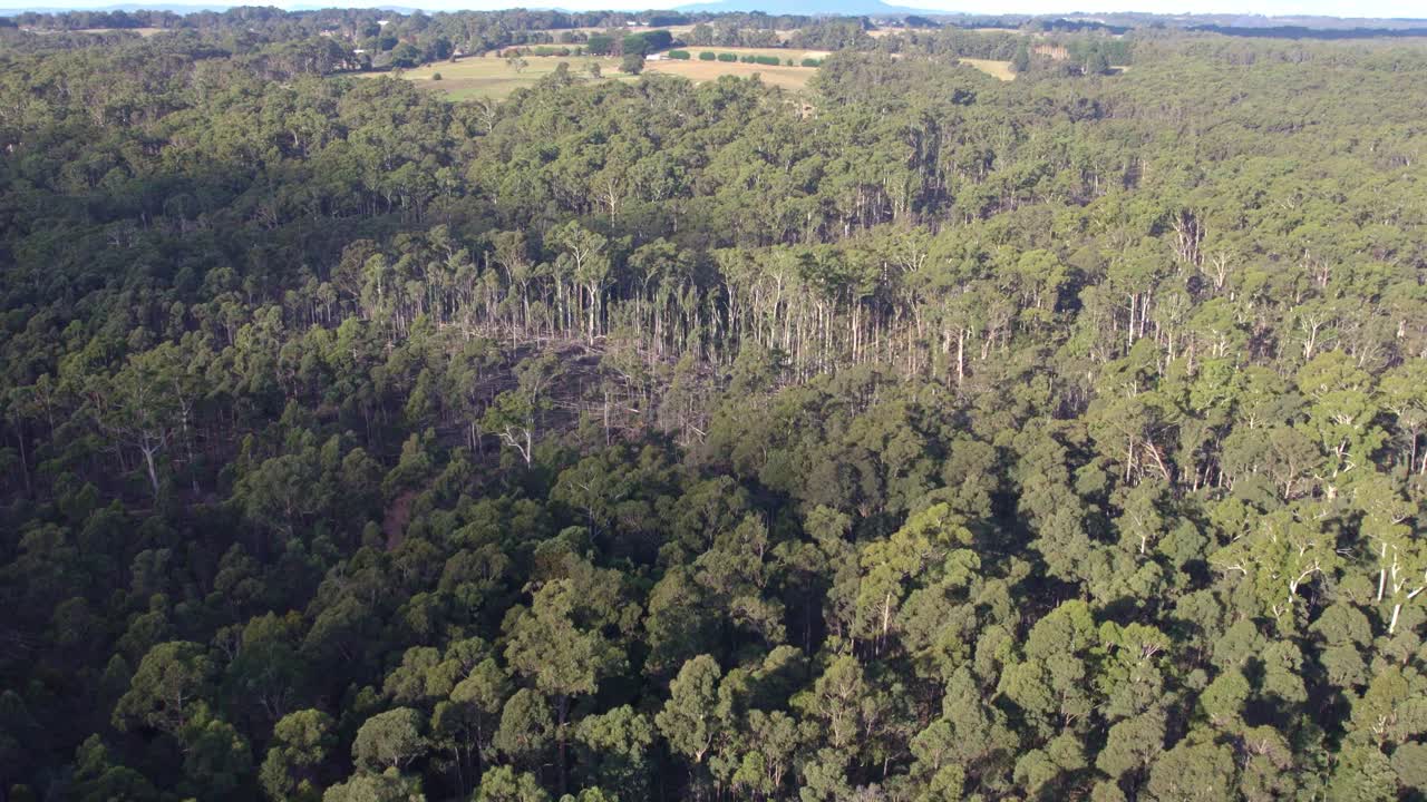 vista aérea sobre el bosque estatal de wombat cerca de lyonville un parche de árboles caídos, 9 meses después de una fuerte tormenta el 10 de junio de 2021, victoria, australia