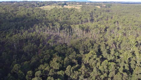 aeria view over the wombat state forest near lyonville a patch of fallen trees, 9 months after a severe storm on 10 june 2021, victoria, australia