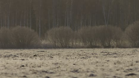 Black-grouse-lek-in-early-morning